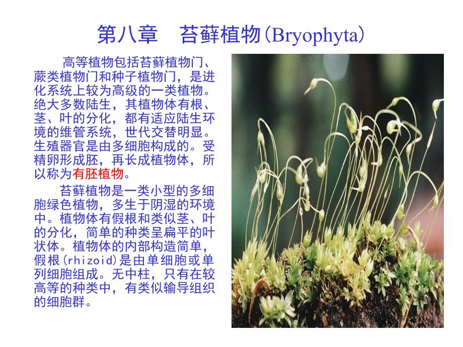 教学课件第八章苔藓植物Bryophyta_第1页