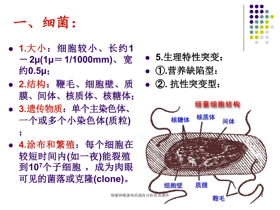 细菌和噬菌体的遗传分析优秀课件_第2页