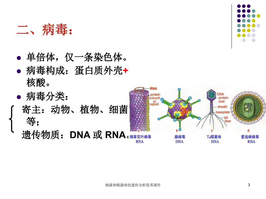 细菌和噬菌体的遗传分析优秀课件_第3页