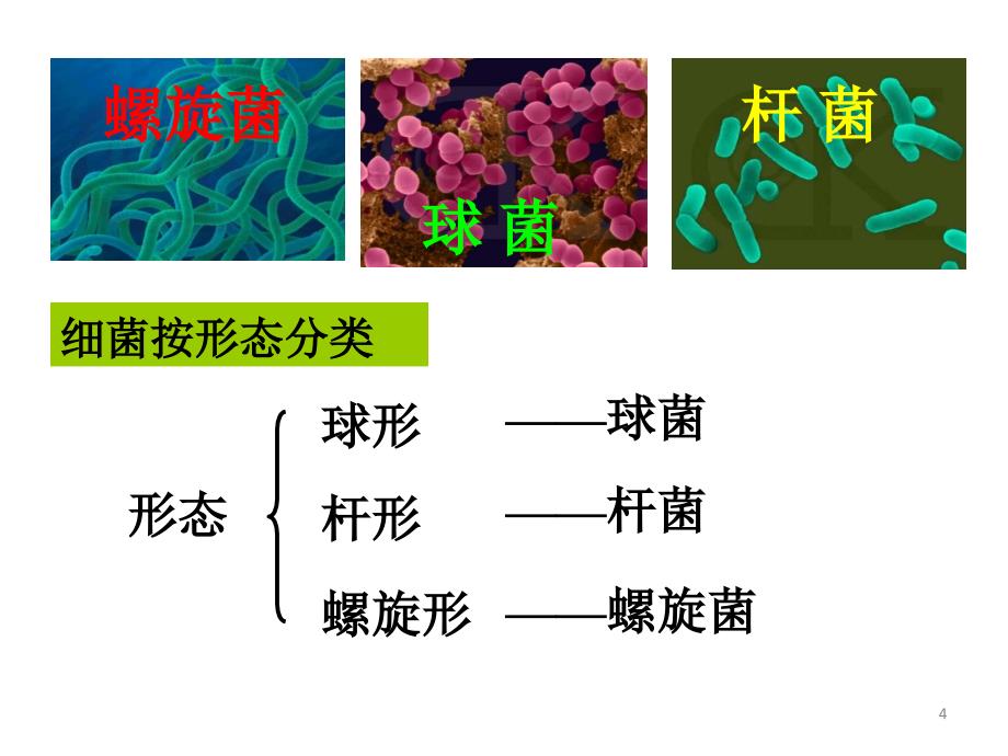 细菌和真菌的繁殖ppt课件_第4页