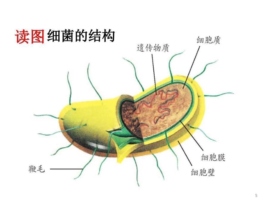 细菌和真菌的繁殖ppt课件_第5页