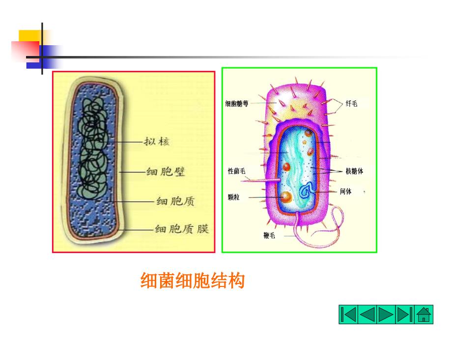 二细菌的细胞结构_第2页