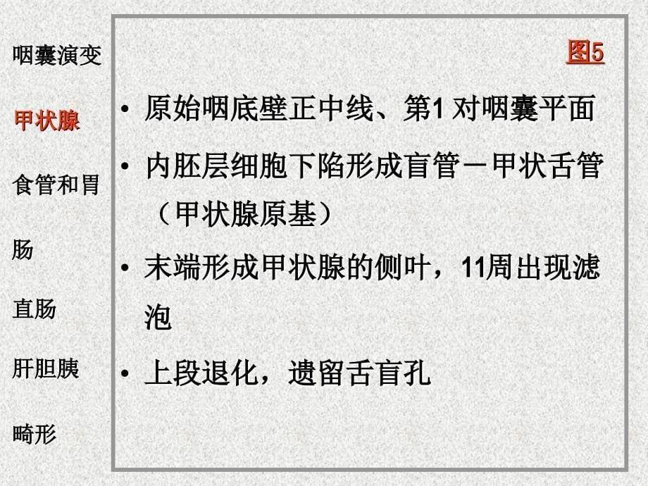 消化系统和呼吸系统的生PPT课件_第5页