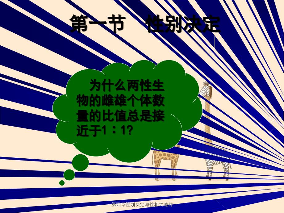 第四章性别决定与性相关遗传_第2页