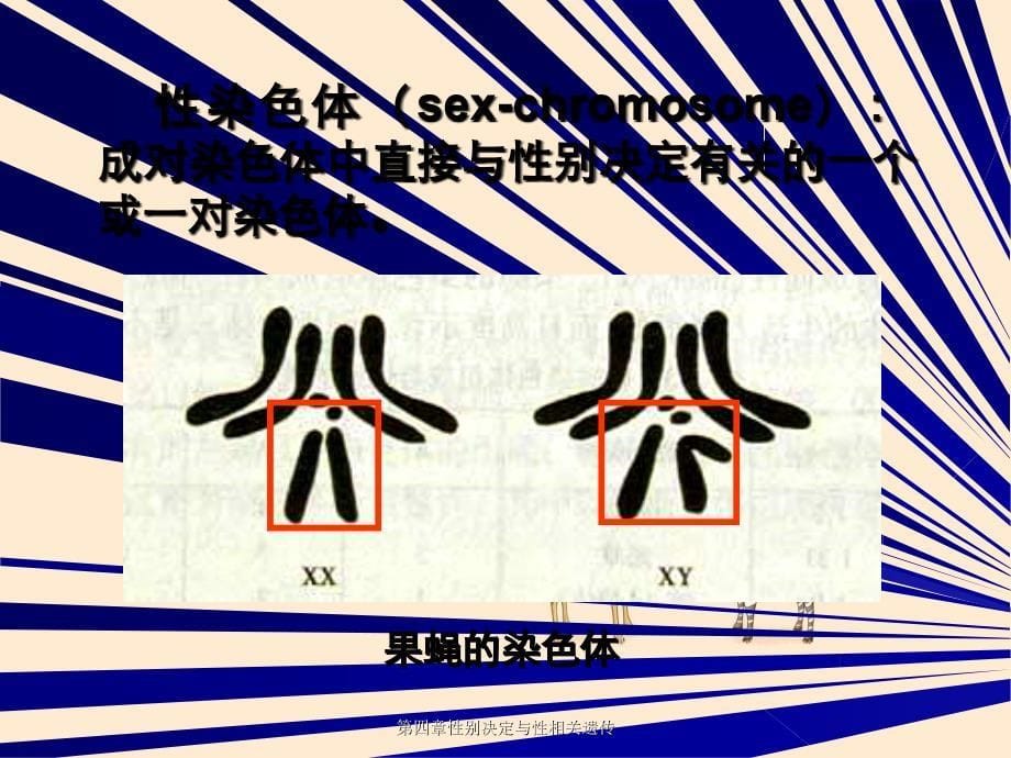 第四章性别决定与性相关遗传_第5页