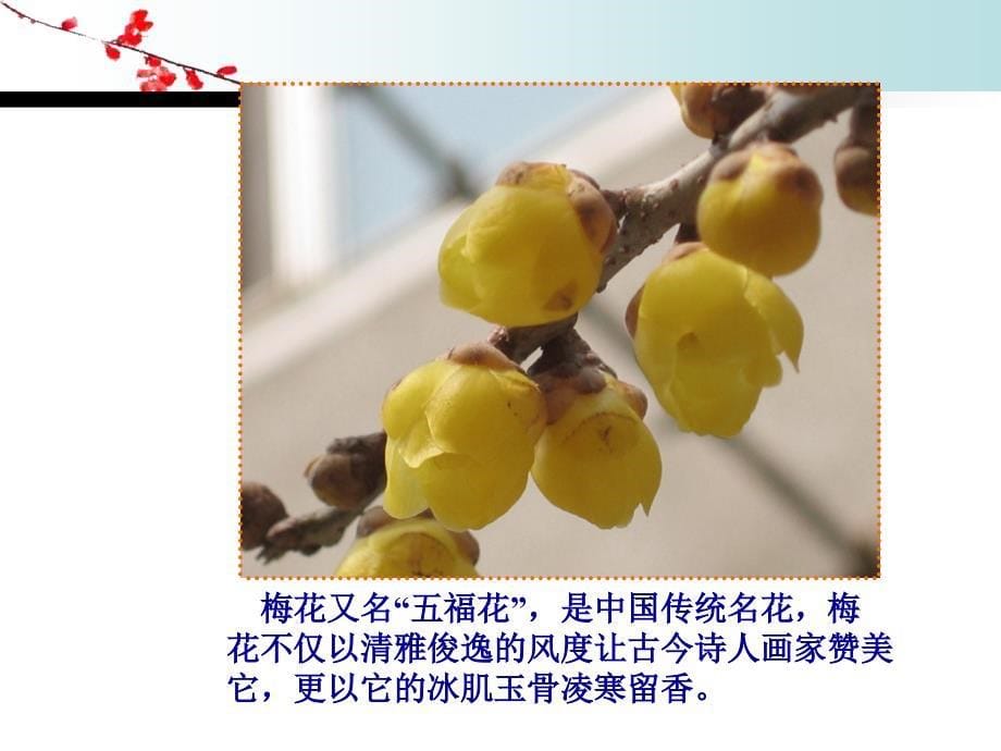 假如你想做一株腊梅.ppt_第5页