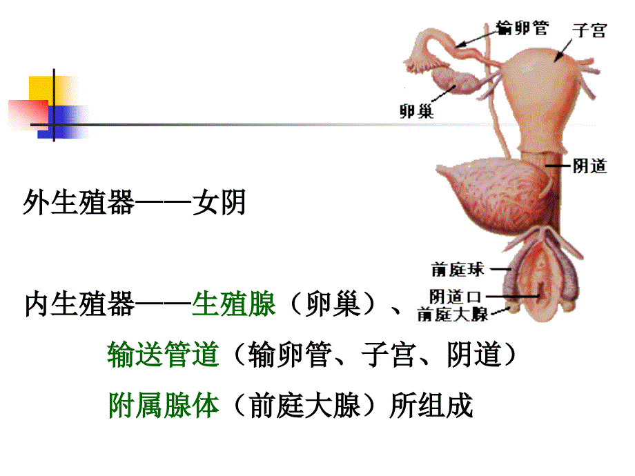 系统解剖学：女性生殖系统_第2页