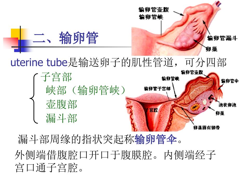 系统解剖学：女性生殖系统_第4页