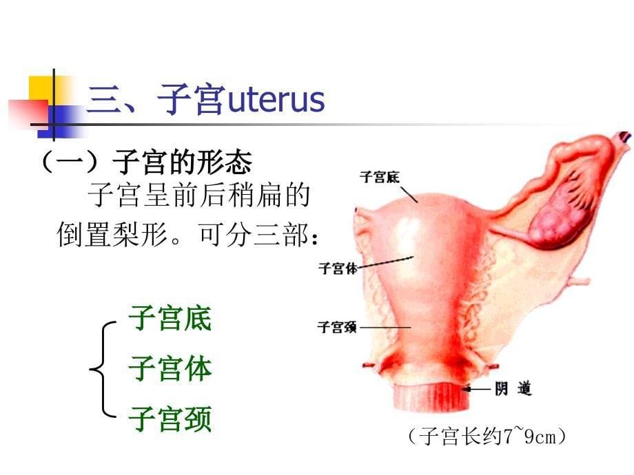 系统解剖学：女性生殖系统_第5页