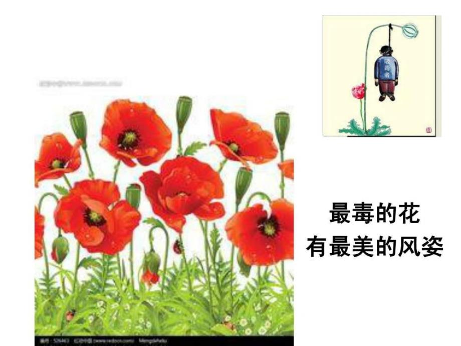 小学生毒品预防教育2055144915.ppt_第4页