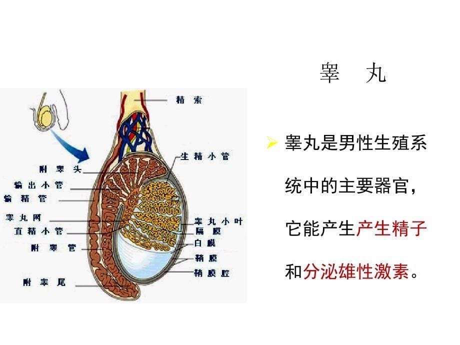 二、人的有性生殖第3课时_第5页