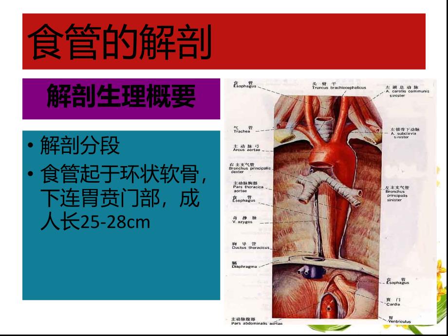 食管癌病人化疗护理课件_第2页