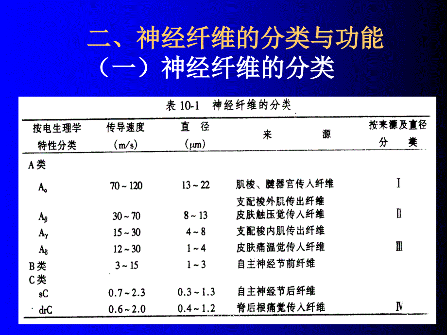 生理学 神经系统的功能【课堂上课】_第4页