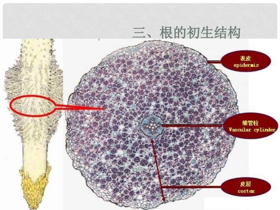 三年级科学下册 我们先看到了根 3课件 教科版_第4页