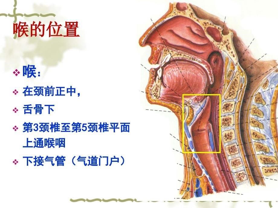 喉癌的影像诊断_第5页