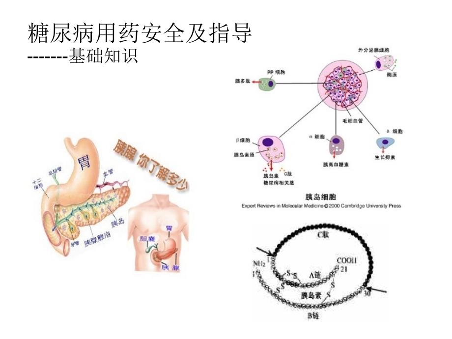 糖尿病用药安全及指导ppt课件_第4页