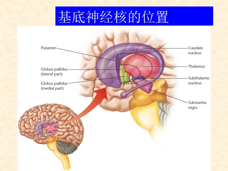 端脑内部构造脑膜脑血管及脑脊液循PPT课件_第4页