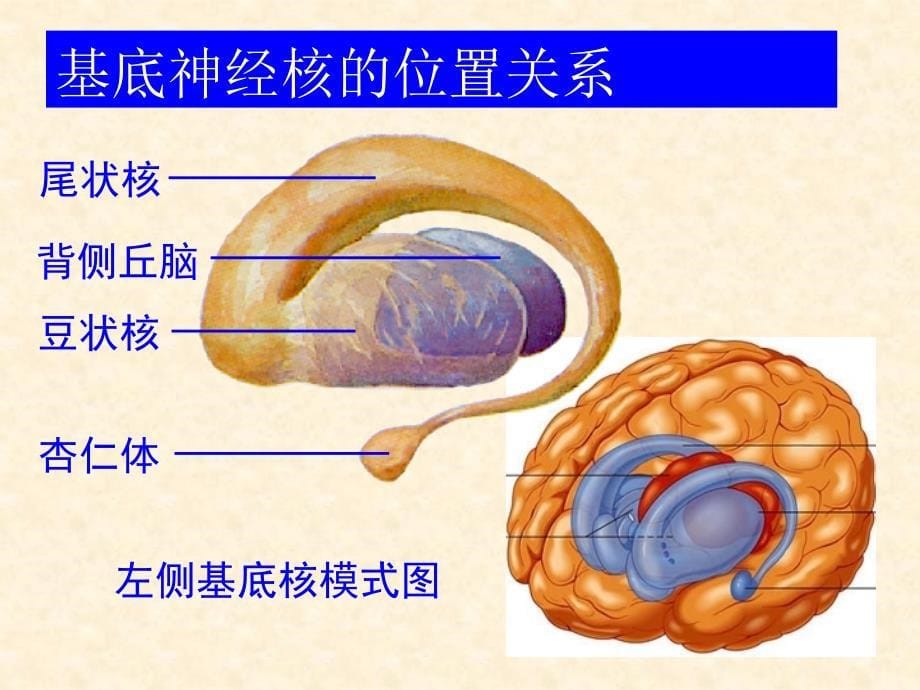 端脑内部构造脑膜脑血管及脑脊液循PPT课件_第5页