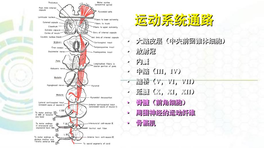 堆体束损害的常见综合征课件_第3页