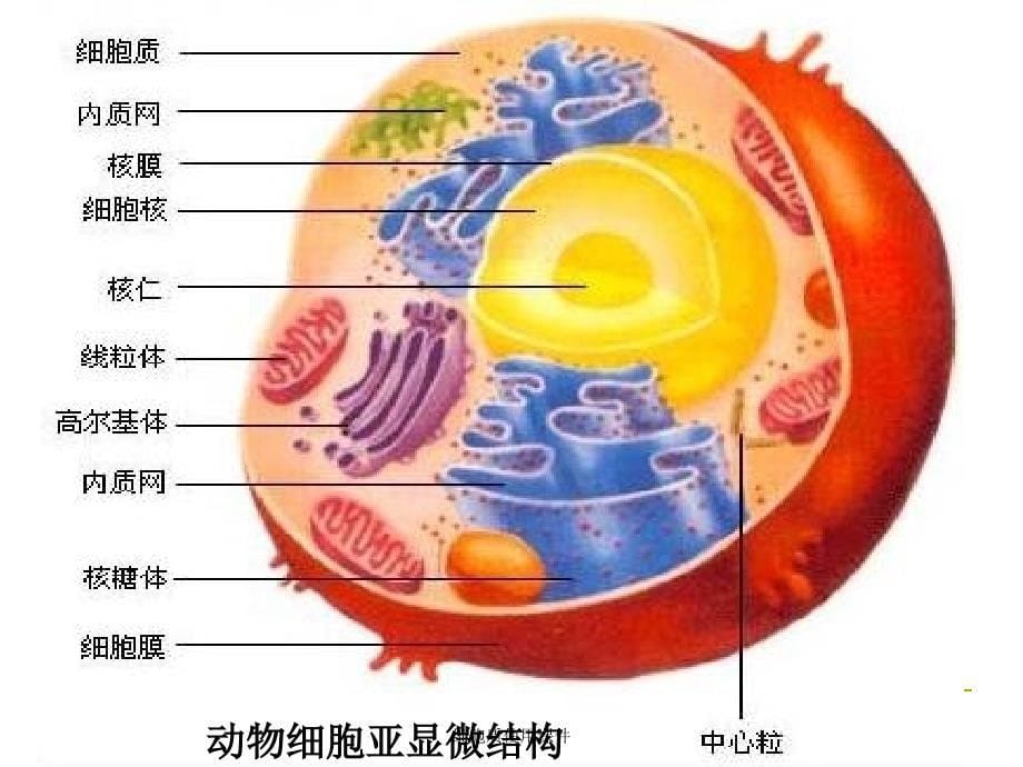 细胞质使用课件_第5页