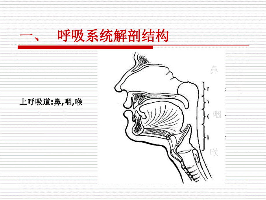 呼吸系统概论PPT课件_第3页