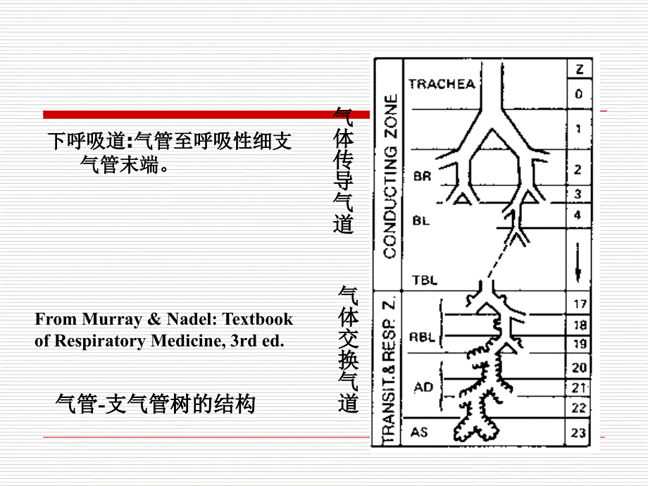 呼吸系统概论PPT课件_第4页