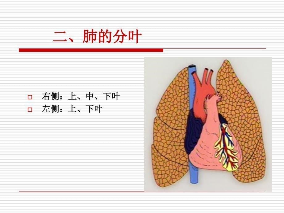 呼吸系统概论PPT课件_第5页