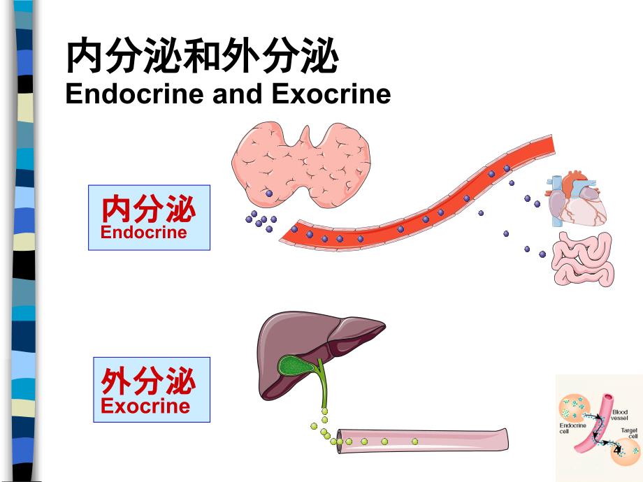 内分泌和代谢疾病总论PPT课件_第4页