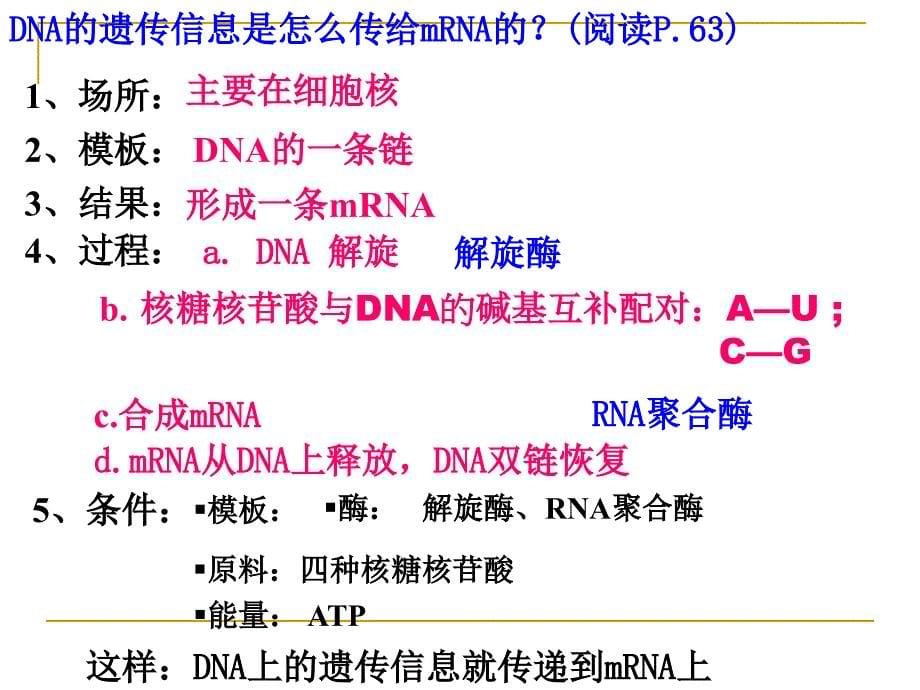 2-4-1基因指导蛋白质的合成_第5页