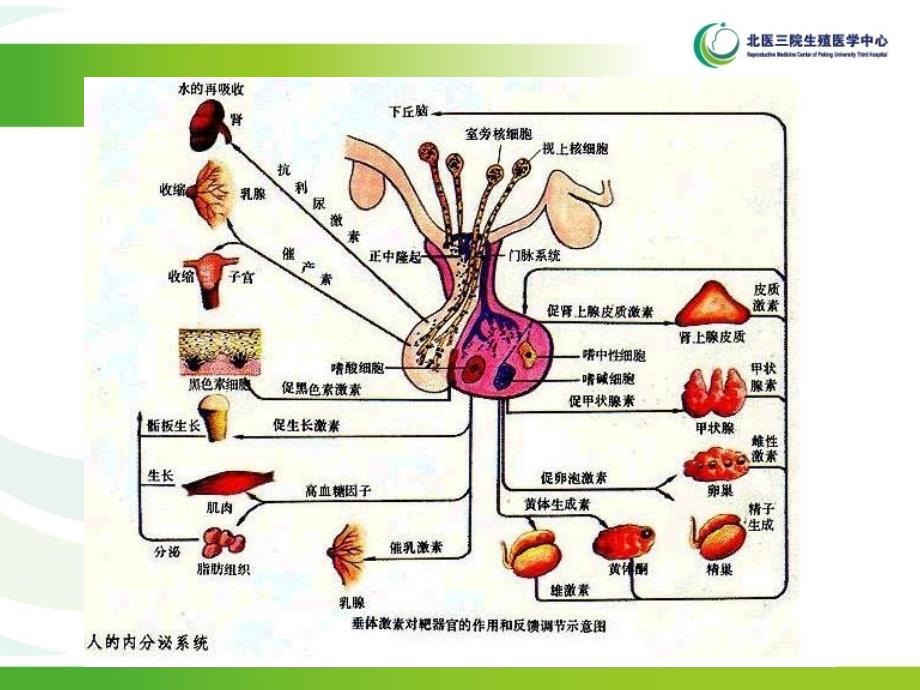 生殖生理与常见生殖内分泌疾病_第2页