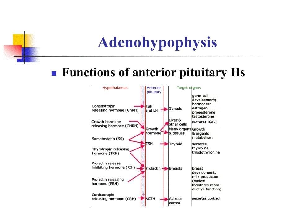 生理学教学课件：11-Endocrine2_第5页