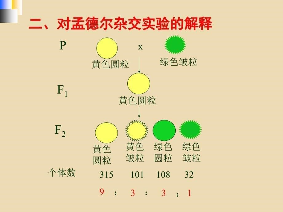 孟德尔的豌豆杂交实验(二)_第5页