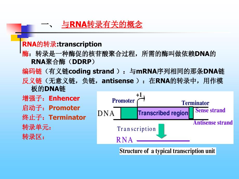 第三章RNA的转录_第3页