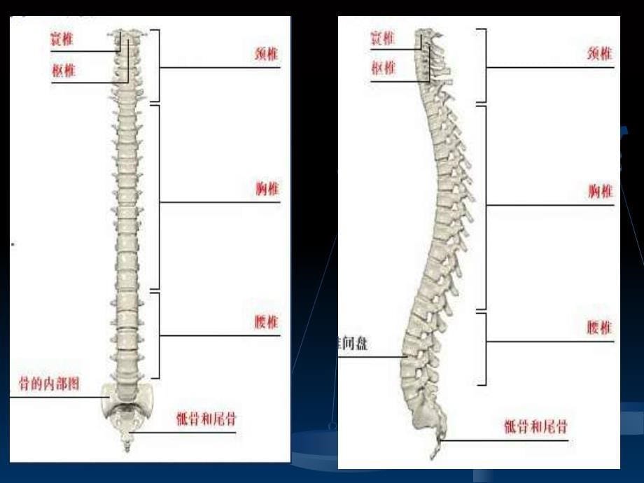 腰腿痛(健康讲座)_第5页