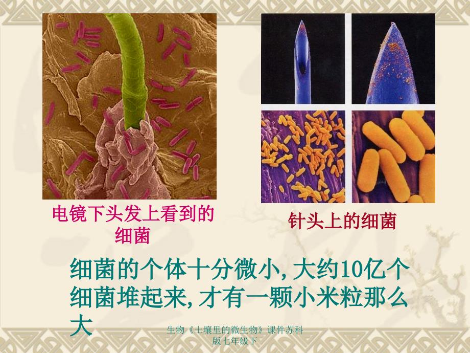 生物土壤里的微生物课件苏科版七年级下课件_第5页