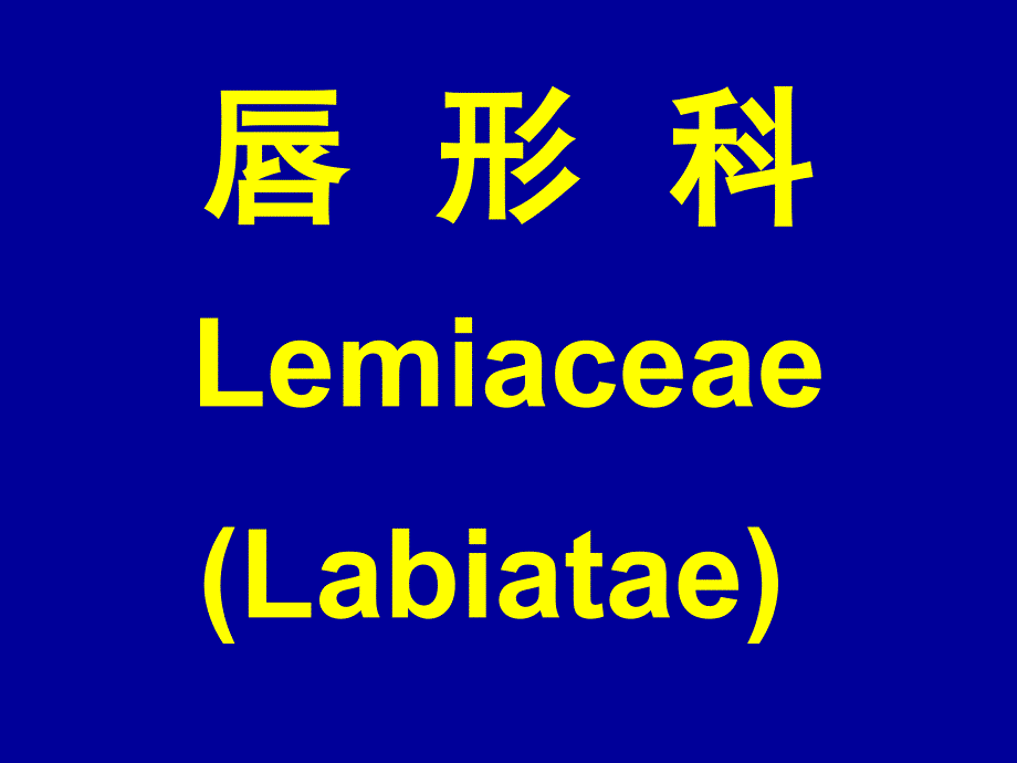 唇形科LemiaceaeLabiataeppt课件_第1页