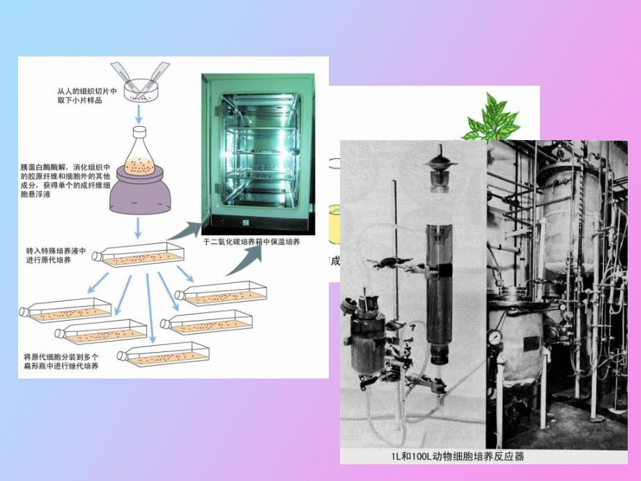 细胞工程技术概论_第3页