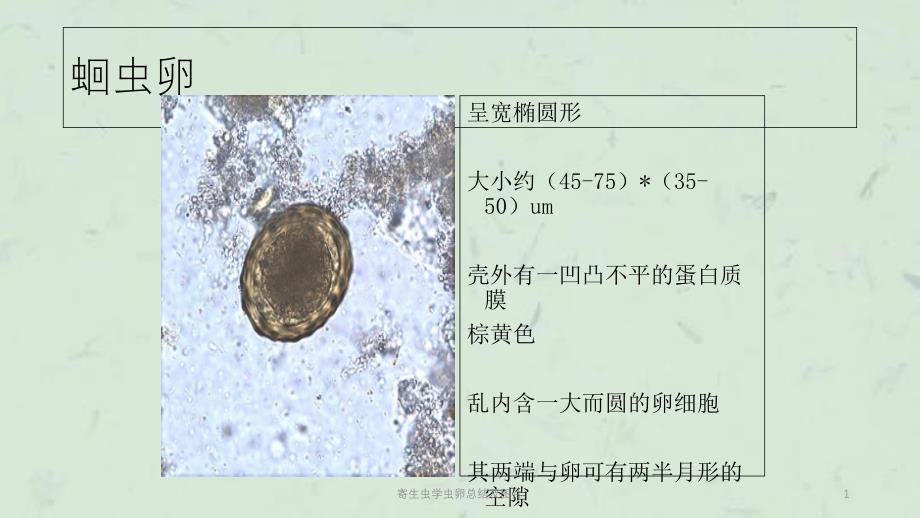 寄生虫学虫卵总结及图片课件_第1页