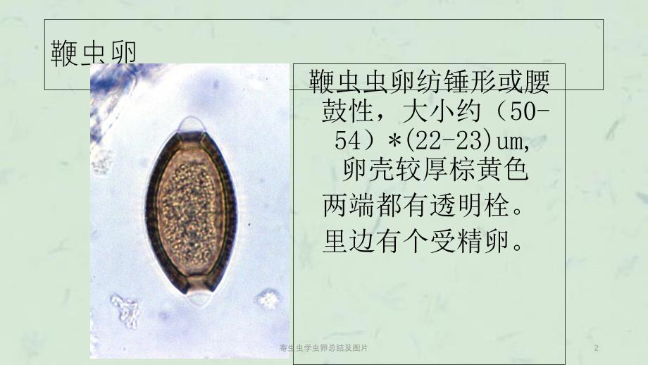 寄生虫学虫卵总结及图片课件_第2页