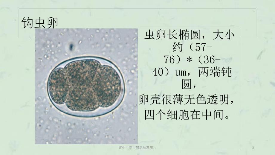 寄生虫学虫卵总结及图片课件_第3页