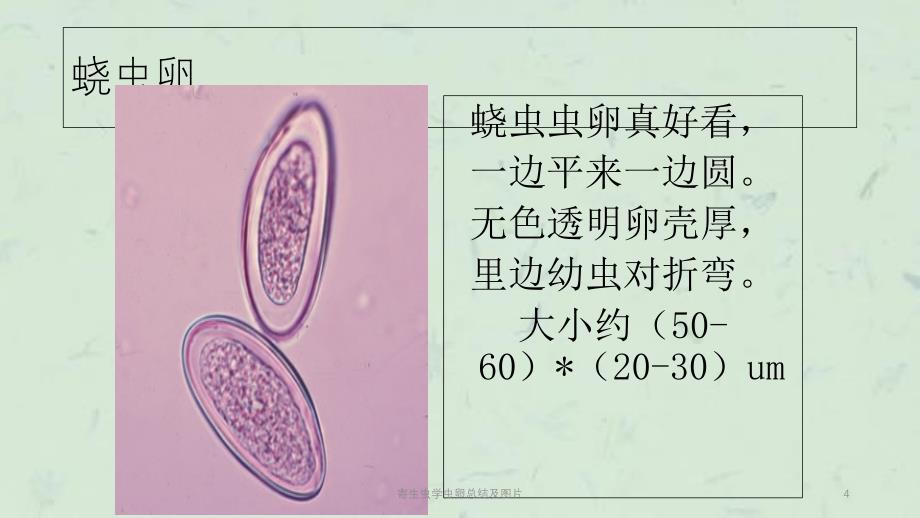 寄生虫学虫卵总结及图片课件_第4页