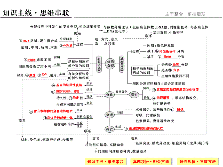 2016届有丝分裂和减数分裂二轮复习专题_第2页