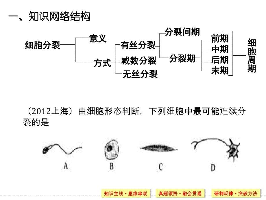 2016届有丝分裂和减数分裂二轮复习专题_第5页