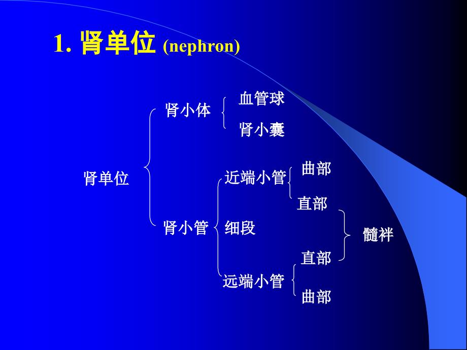 病理学实验课件：实验八 泌 尿 生 殖 系 统_第4页