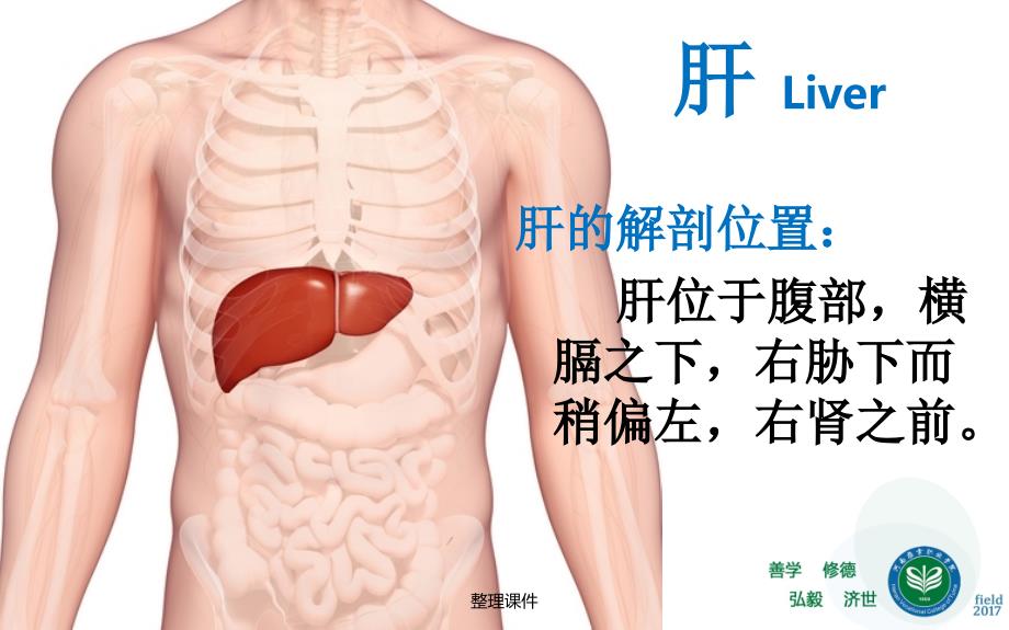 藏象五脏肝中医基础理论教学_第3页