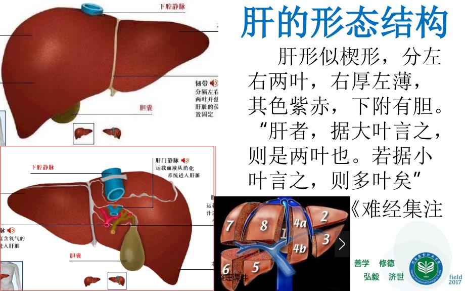 藏象五脏肝中医基础理论教学_第4页