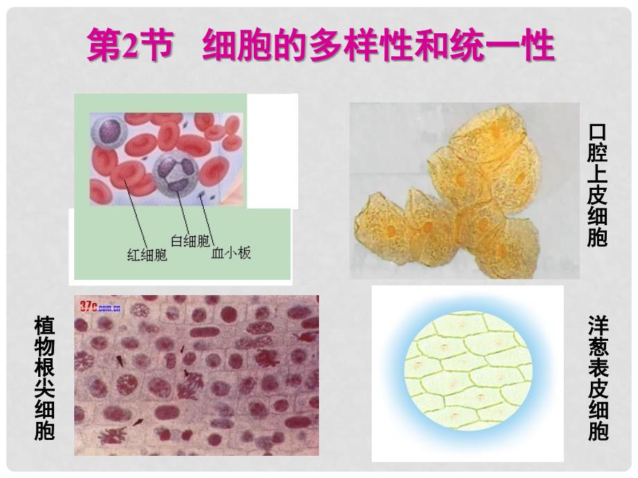 河北省邯郸四中高中生物《12细胞的多样性和统一性》课件 新人教版必修1_第1页