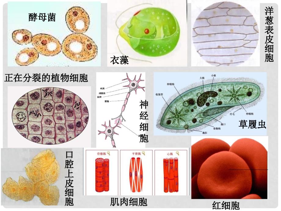 河北省邯郸四中高中生物《12细胞的多样性和统一性》课件 新人教版必修1_第2页