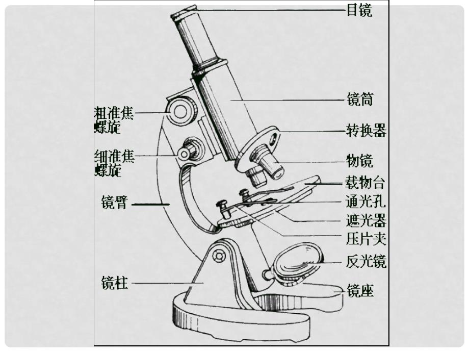 河北省邯郸四中高中生物《12细胞的多样性和统一性》课件 新人教版必修1_第3页