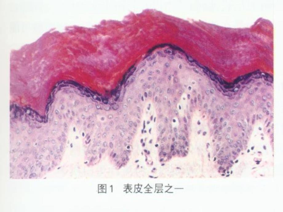 第二章皮肤的解剖和组织结构精品课件_第3页